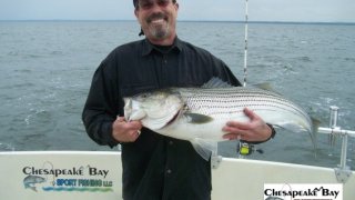 Chesapeake Bay Trophy Rockfish 3 #22