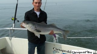 Chesapeake Bay Trophy Rockfish #31