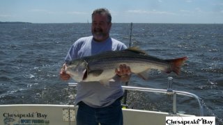 Chesapeake Bay Trophy Rockfish 3 #18