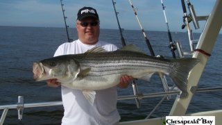 Chesapeake Bay Trophy Rockfish 3 #15