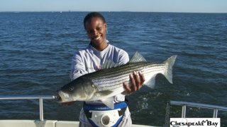 Chesapeake Bay Trophy Rockfish 4 #22