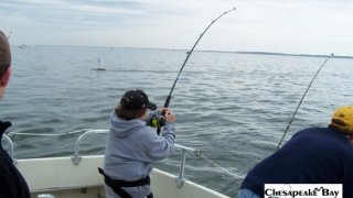 Chesapeake Bay Action Shots #31