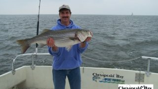 Chesapeake Bay Trophy Rockfish 2 #1