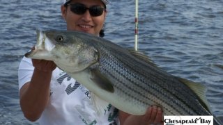 Chesapeake Bay Trophy Rockfish 3 #31