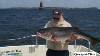 Chesapeake Bay Trophy Rockfish #16