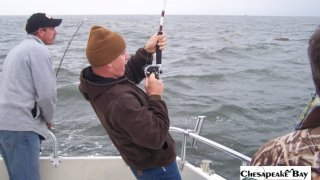 Chesapeake Bay Action Shots #13