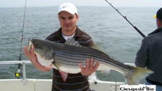 Chesapeake Bay Trophy Rockfish #32