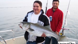 Chesapeake Bay Trophy Rockfish #24