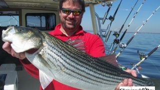 Chesapeake Bay Trophy Rockfish 4 #17
