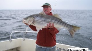 Chesapeake Bay Trophy Rockfish 4 #69