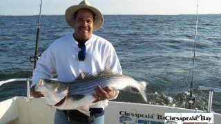 Chesapeake Bay Trophy Rockfish 3 #7
