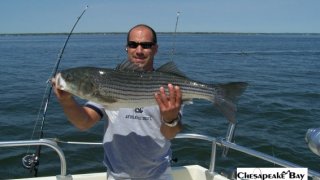 Chesapeake Bay Trophy Rockfish 2 #8