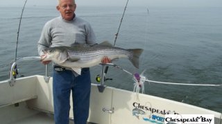 Chesapeake Bay Trophy Rockfish #30