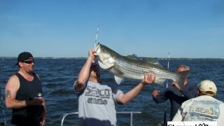 Chesapeake Bay Trophy Rockfish 3 #19