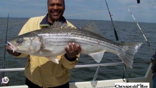 Chesapeake Bay Trophy Rockfish 2 #19