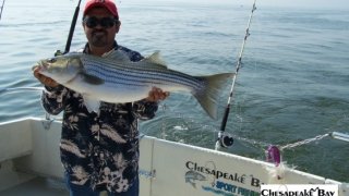 Chesapeake Bay Trophy Rockfish #33