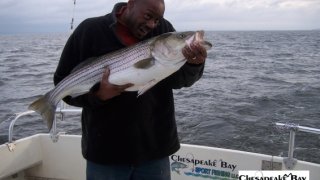 Chesapeake Bay Trophy Rockfish 3 #10