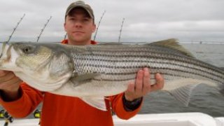 Chesapeake Bay Trophy Rockfish #5
