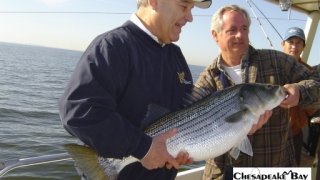 Chesapeake Bay Trophy Rockfish 2 #25