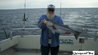 Chesapeake Bay Trophy Rockfish 4 #58