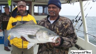 Chesapeake Bay Trophy Rockfish #13