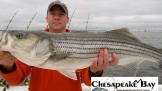 Chesapeake Bay Trophy Rockfish #6
