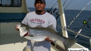 Chesapeake Bay Trophy Rockfish #22