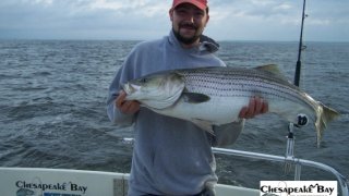 Chesapeake Bay Trophy Rockfish 3 #9