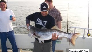 Chesapeake Bay Trophy Rockfish #26