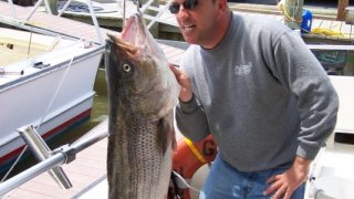 Chesapeake Bay Trophy Rockfish 2 #23