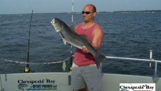 Chesapeake Bay Trophy Rockfish 3 #5