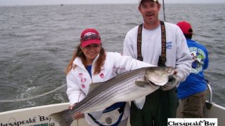 Chesapeake Bay Trophy Rockfish #36