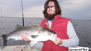 Chesapeake Bay Trophy Rockfish 2 #9