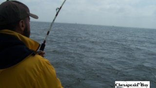 Chesapeake Bay Action Shots #22