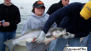 Chesapeake Bay Trophy Rockfish 2 #2