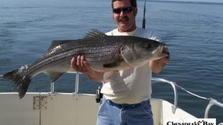 Chesapeake Bay Trophy Rockfish #38