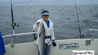 Chesapeake Bay Trophy Rockfish 3 #1