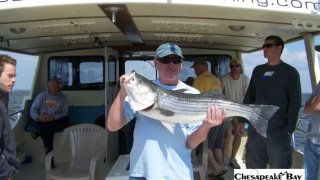 Chesapeake Bay Trophy Rockfish 3 #17
