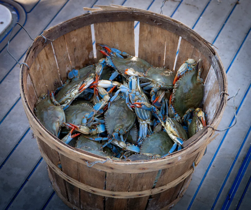 Bushel basket filled with Chesapeake Bay blue crabs