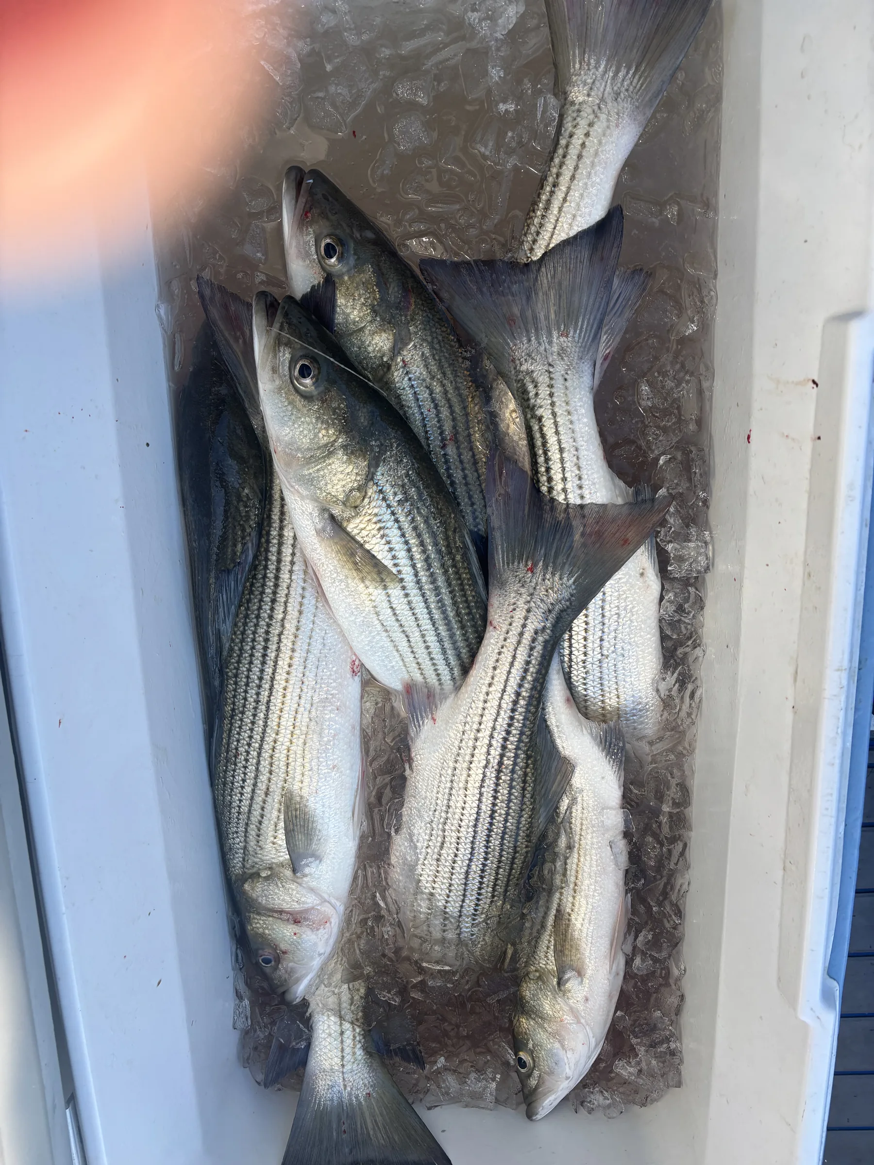 Striped bass on ice — the signature Chesapeake Bay rockfish