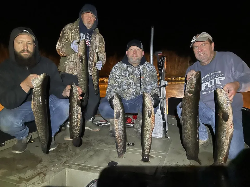 Four bowfishing guests displaying snakehead catches with bowfishing equipment at night