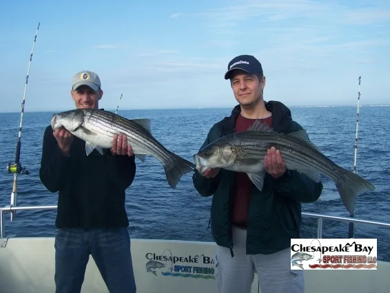 Nice Rockfish 3 cover