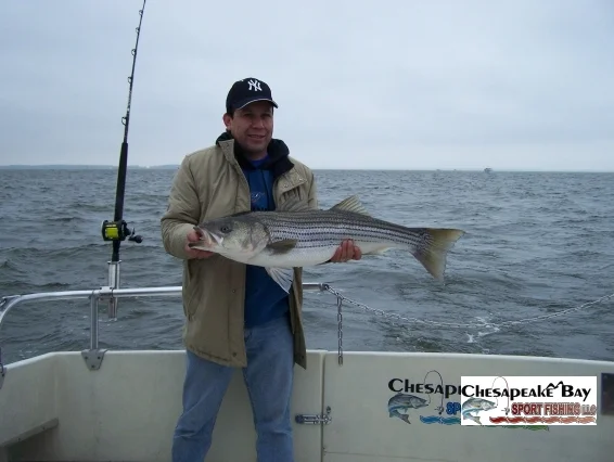 Trophy Rockfish 3 cover