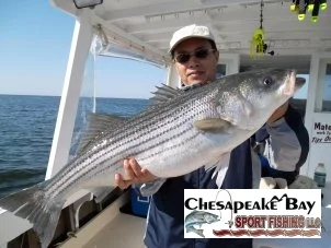 Trophy Rockfish cover
