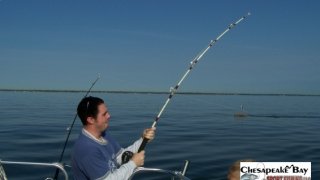 Chesapeake Bay Action Shots 2 #9