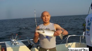 Chesapeake Bay Nice Rockfish 2 #7