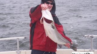 Chesapeake Bay Trophy Rockfish 4 #8