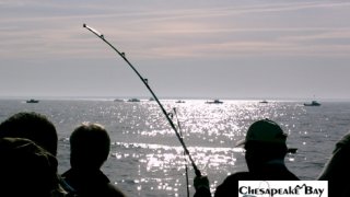 Chesapeake Bay Action Shots 2 #32