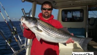 Chesapeake Bay Trophy Rockfish 4 #11