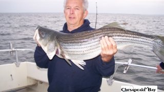 Chesapeake Bay Trophy Rockfish 4 #62